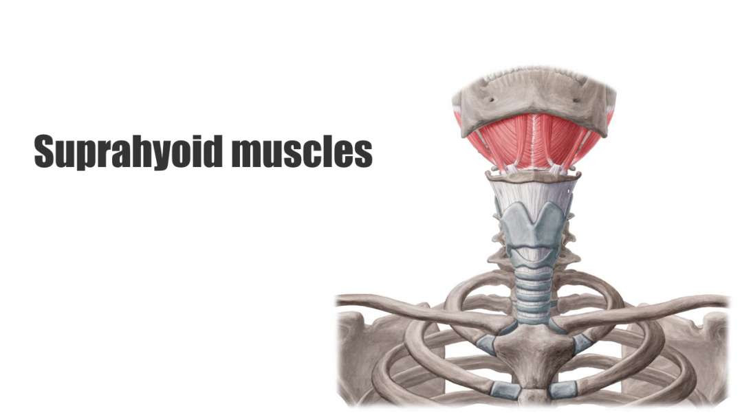 Suprahyoid muscles