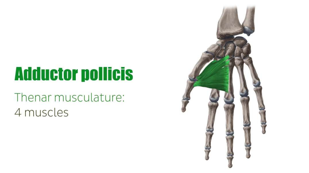 Adductor pollicis