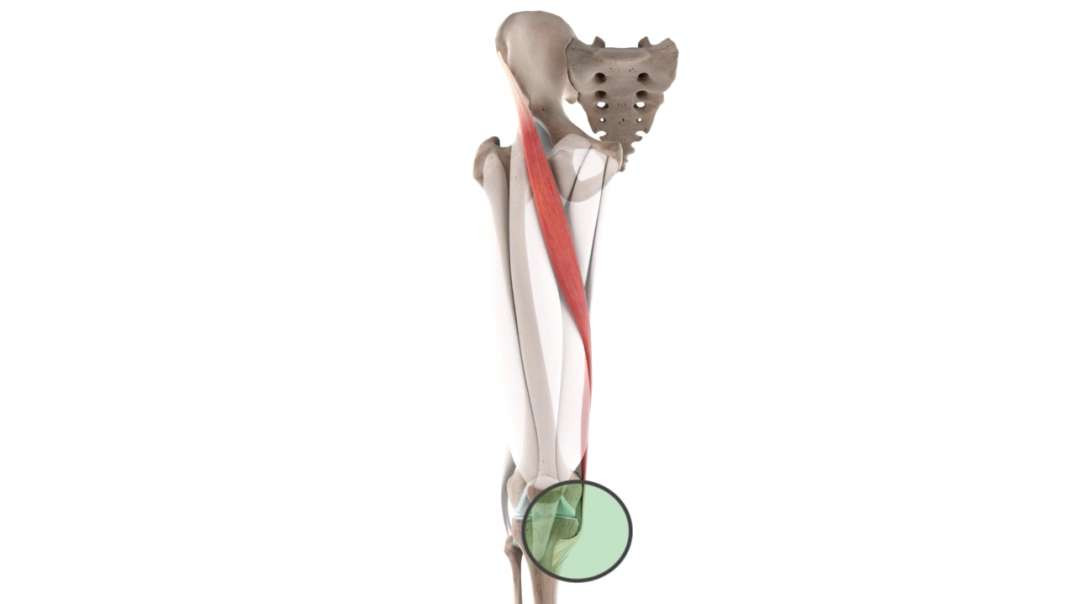 Functions of sartorius muscle