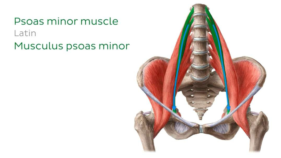 Muscles of the hip and thigh