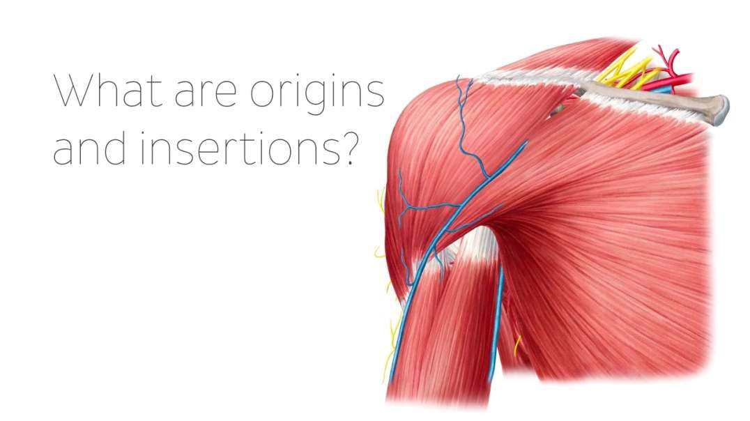 Origin vs insertion