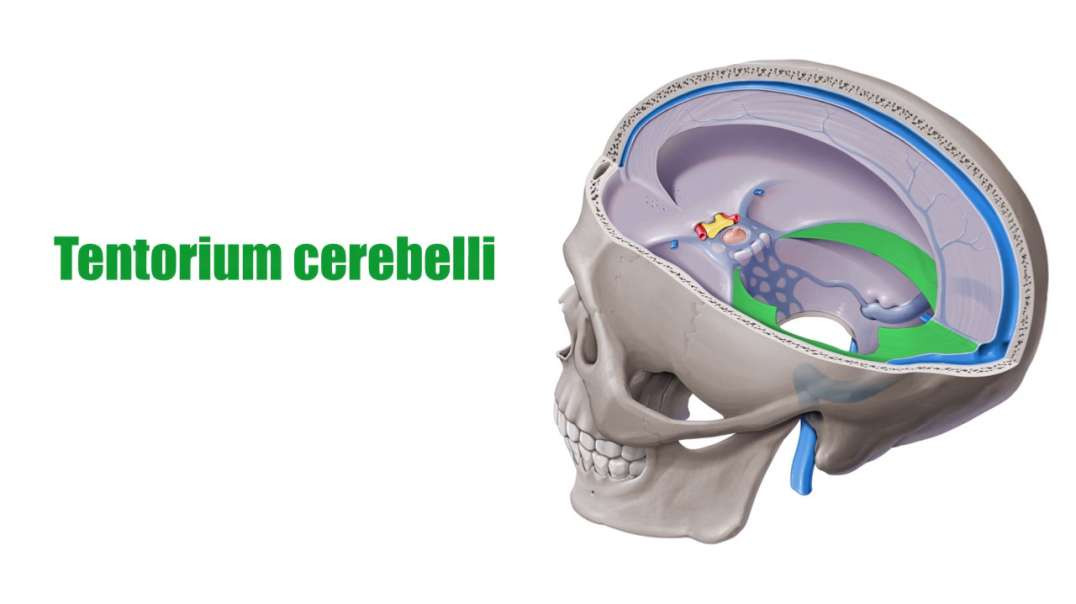 Tentorium cerebelli