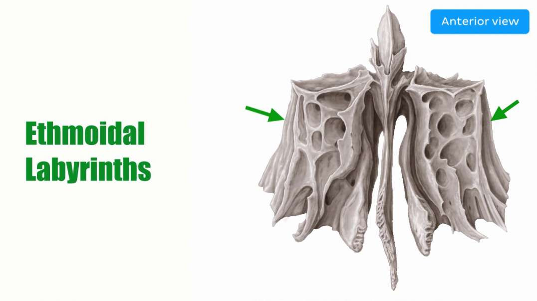 Overview of the ethmoid bone