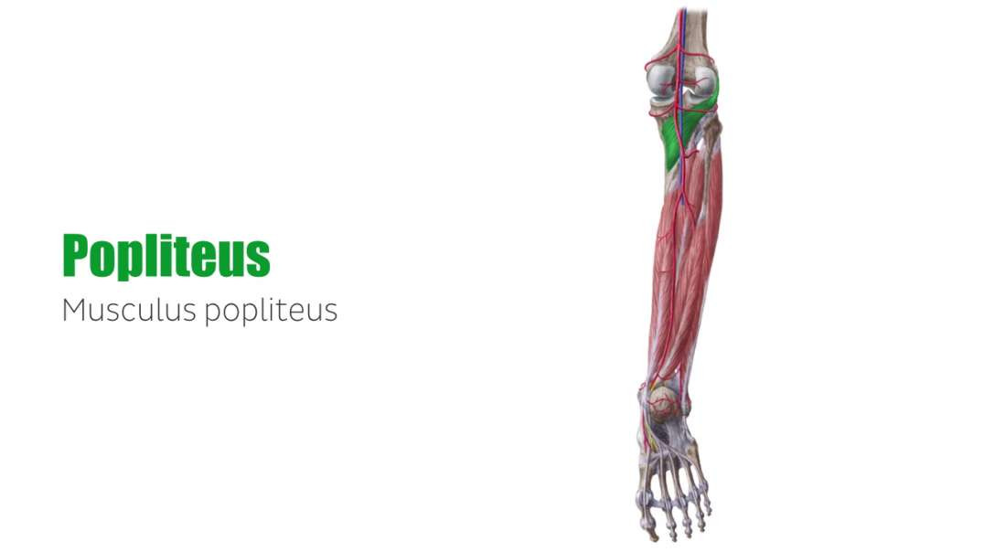 Popliteus muscle