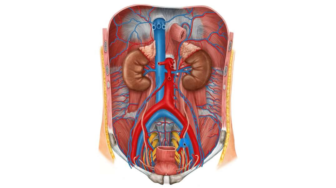 Ureters in situ