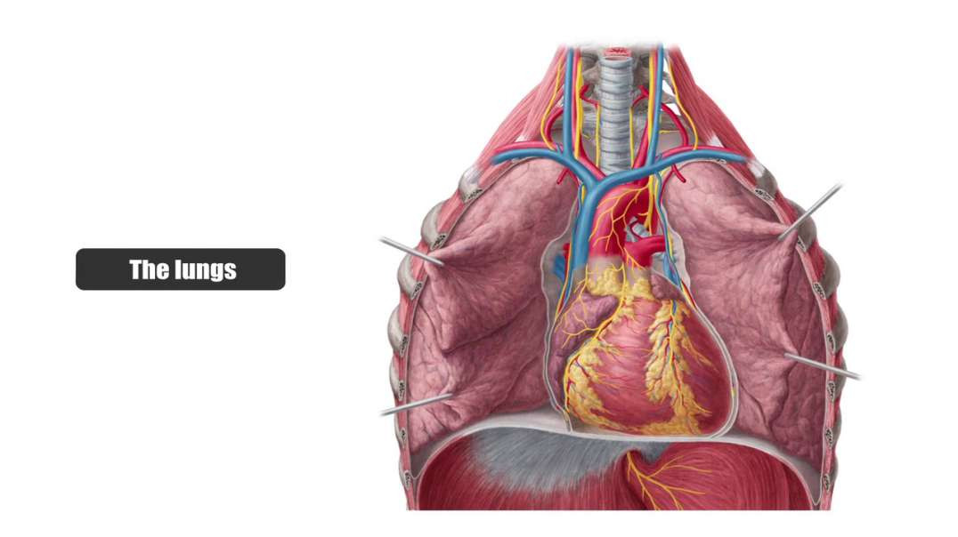 Medial view of the Lungs