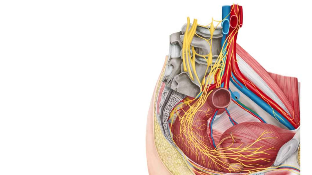 Nerves of male pelvis