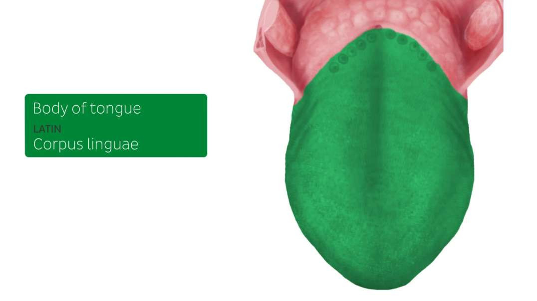 Structure of the tongue