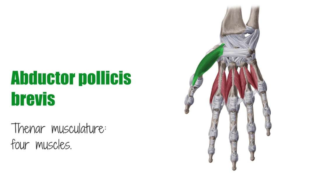 Abductor pollicis brevis