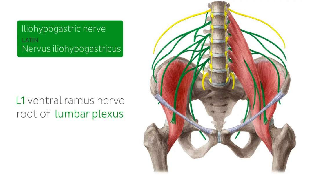 Iliohypogastric nerve