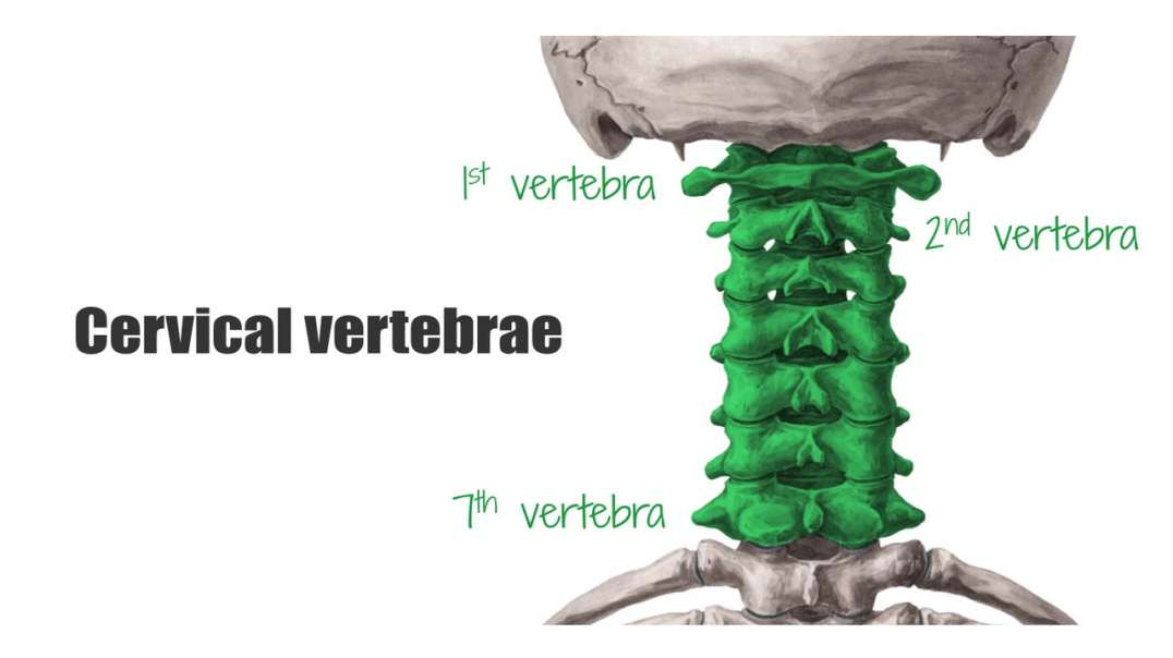 Cervical spine