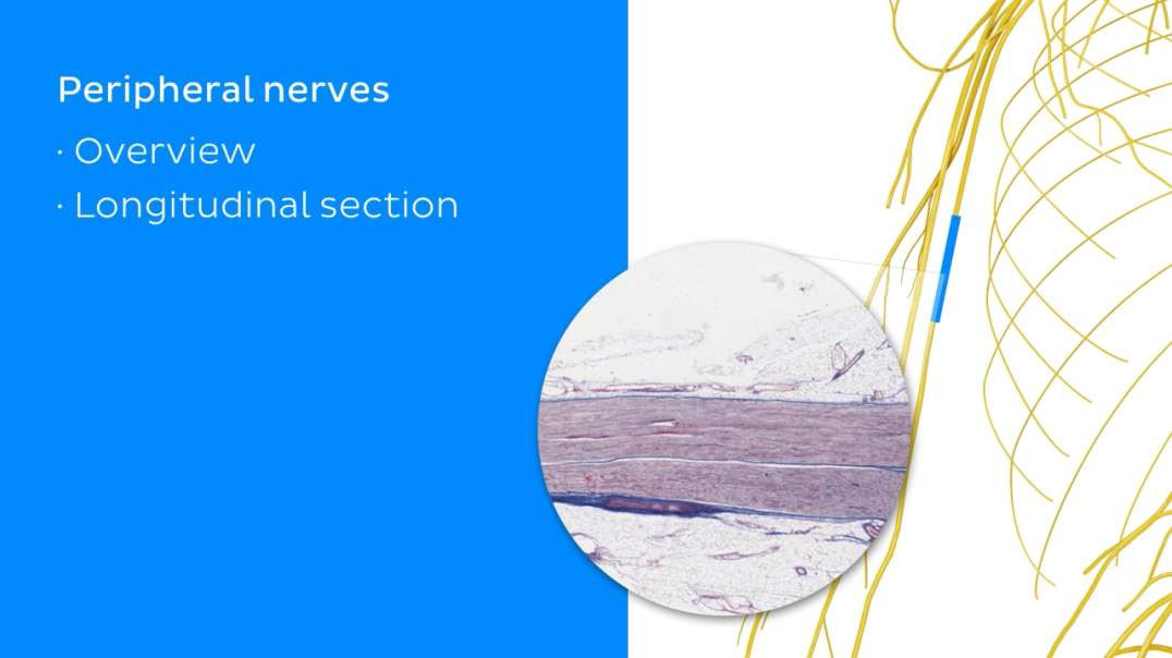 Peripheral nerves (histology)