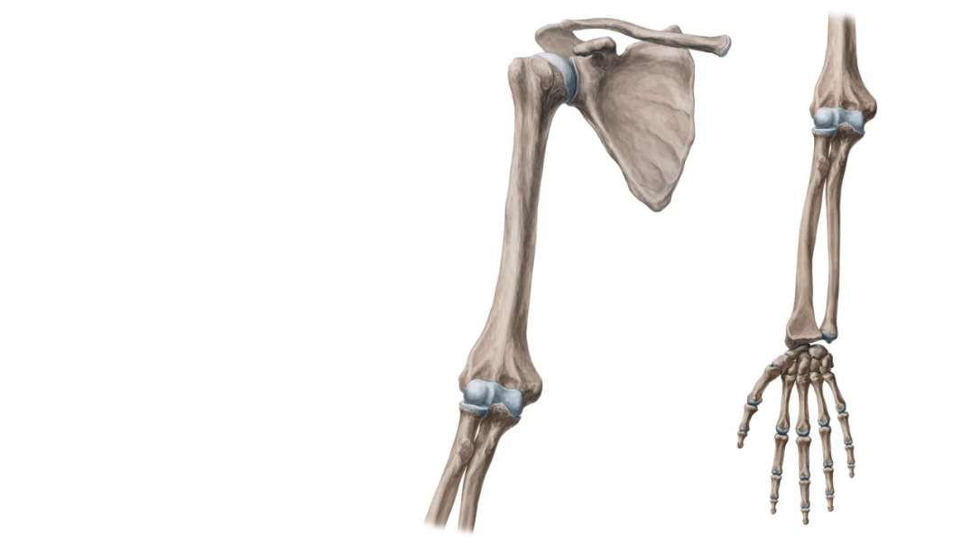 Bones of the upper extremity