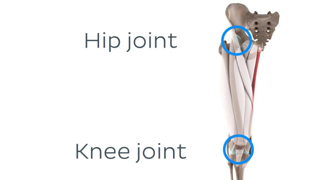.0Functions of the gracilis muscle