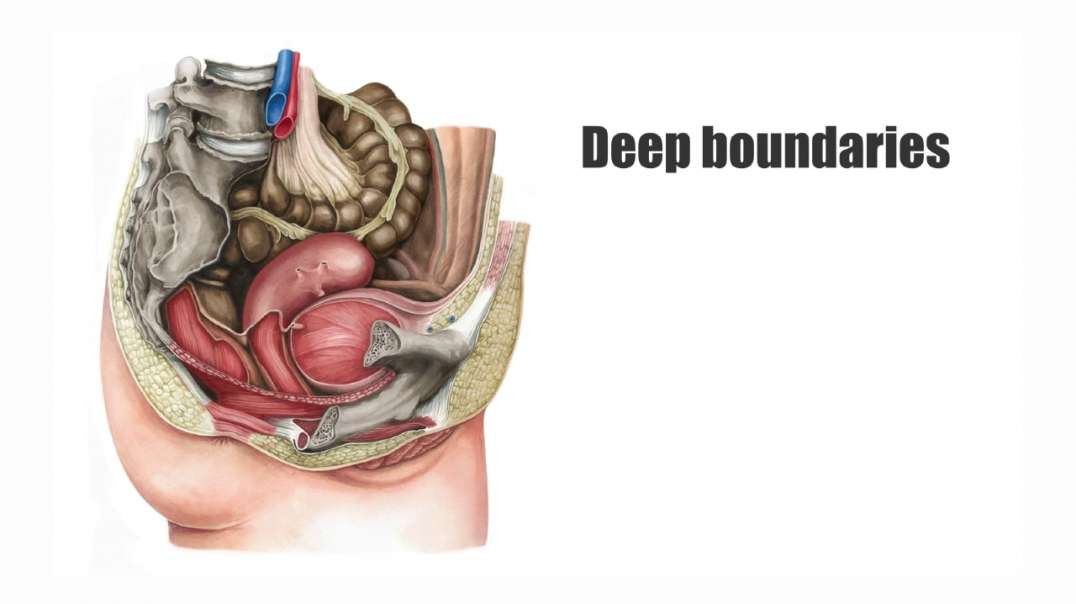 Female pelvic viscera and perineum