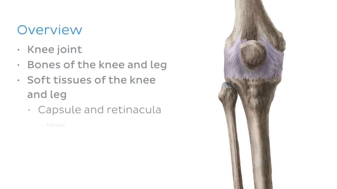 Bones and ligaments of the knee and lower leg
