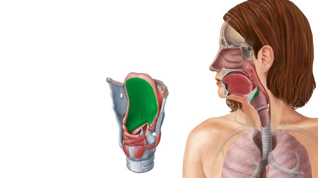 Membranes, ligaments and muscles of the larynx