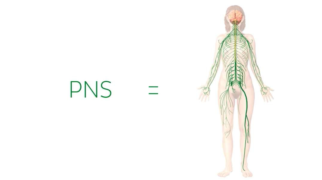 Main nerves of the head and neck
