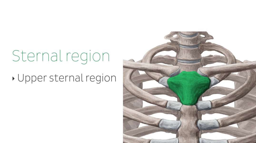 Regions of the thorax and abdomen
