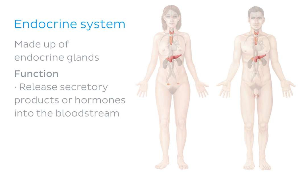 Endocrine System
