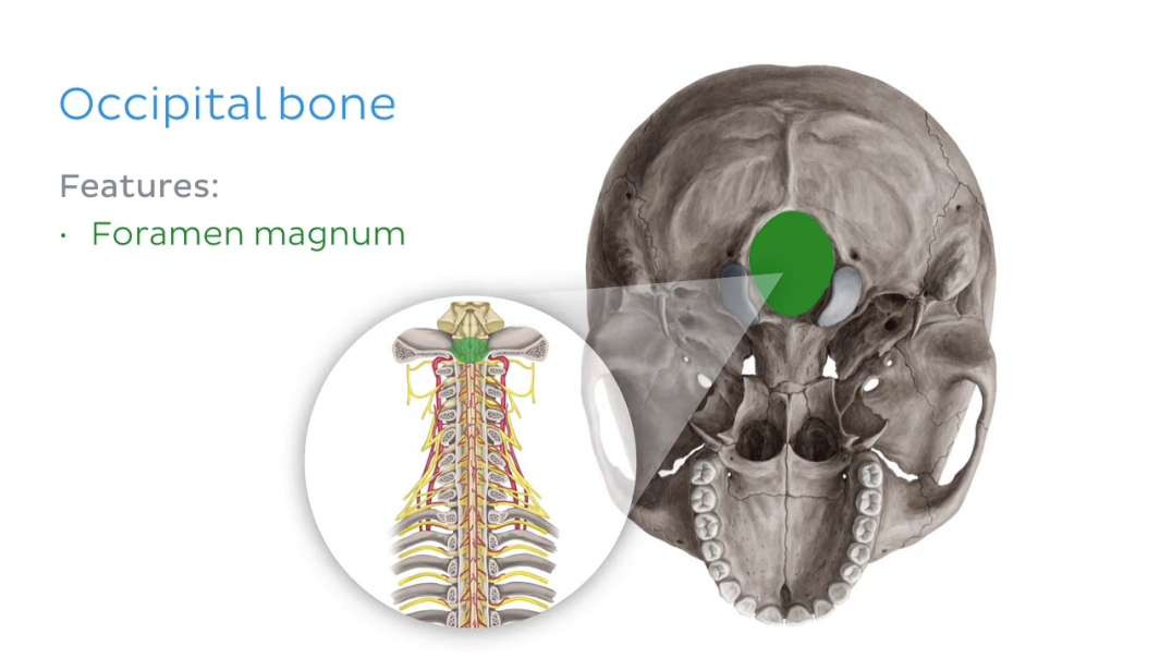 Craniovertebral ligaments