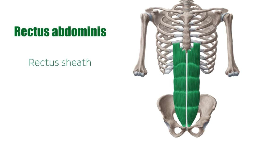 Muscles of the ventral trunk