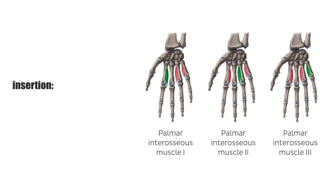 Palmar interossei muscles