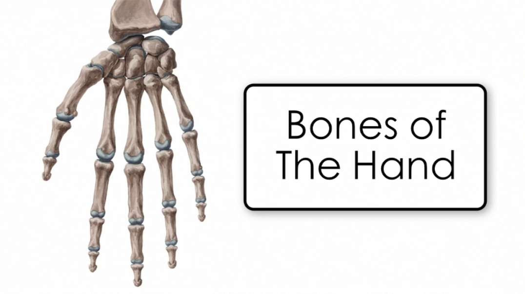 Bones of the Hand