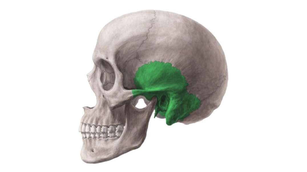 Temporal bone