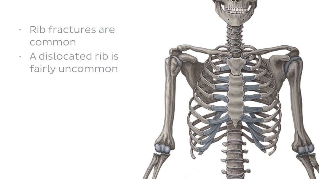 Costovertebral joints