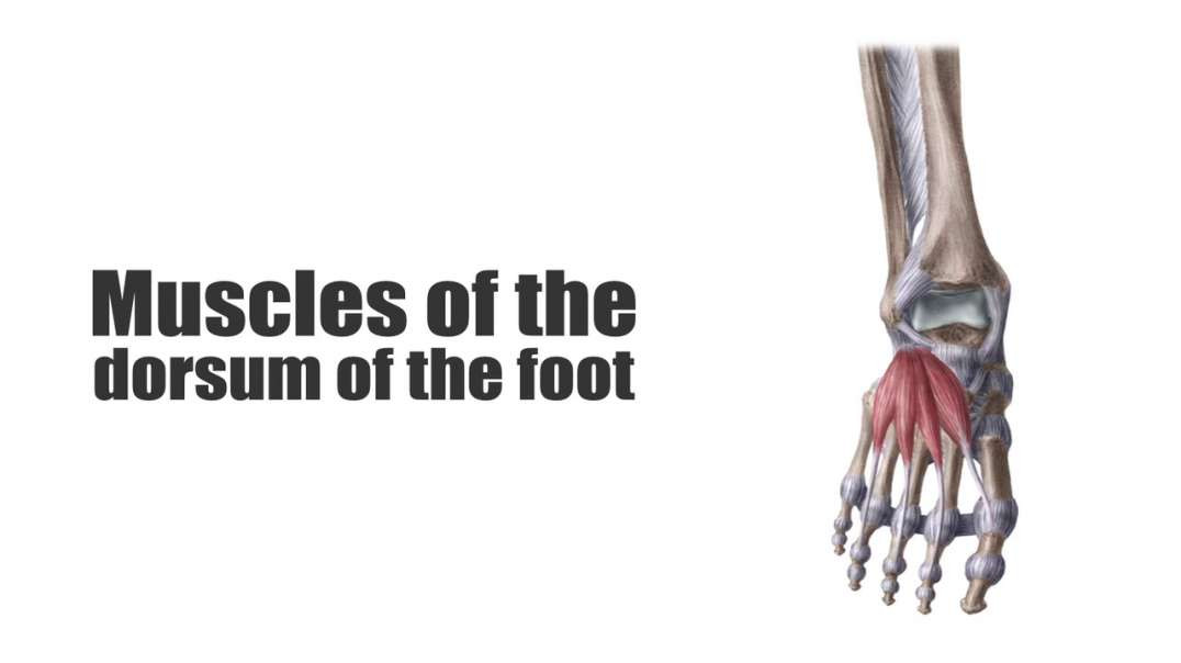 Muscles of the dorsum of the foot