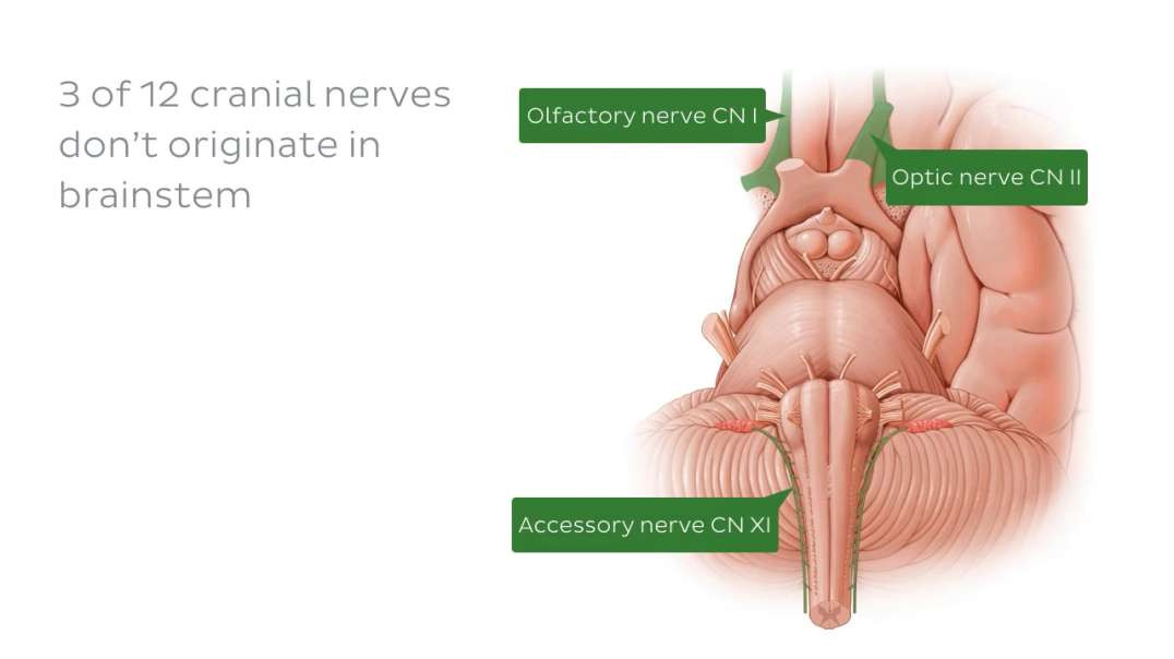Anterior view of the brainstem