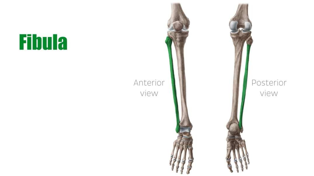 Fibula