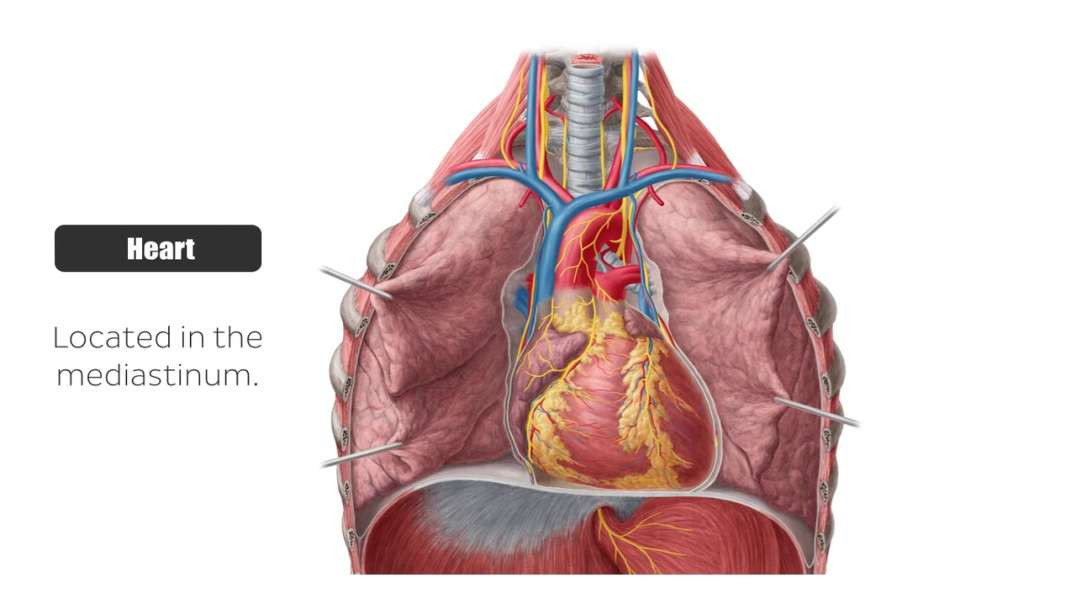Anterior view of the heart