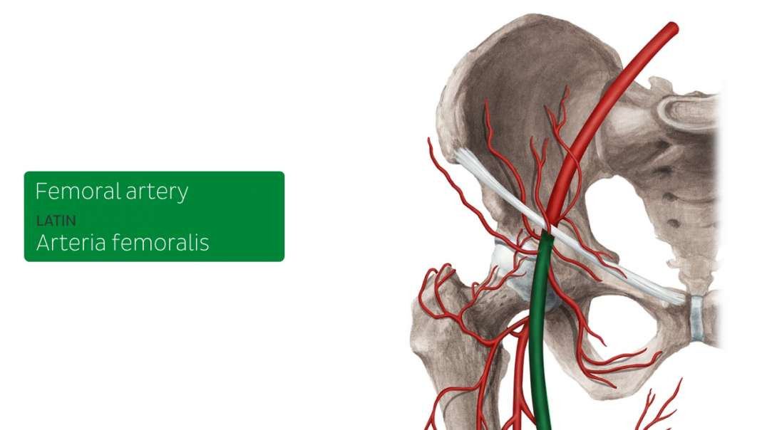 Femoral artery and its branches
