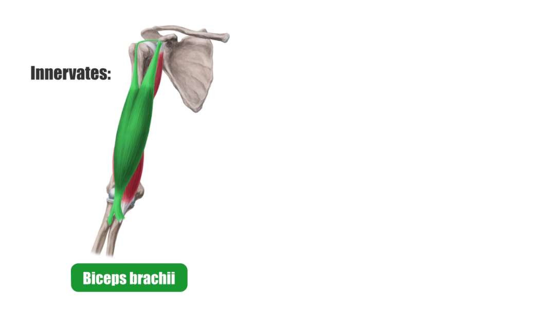 Main nerves of the lower extremity