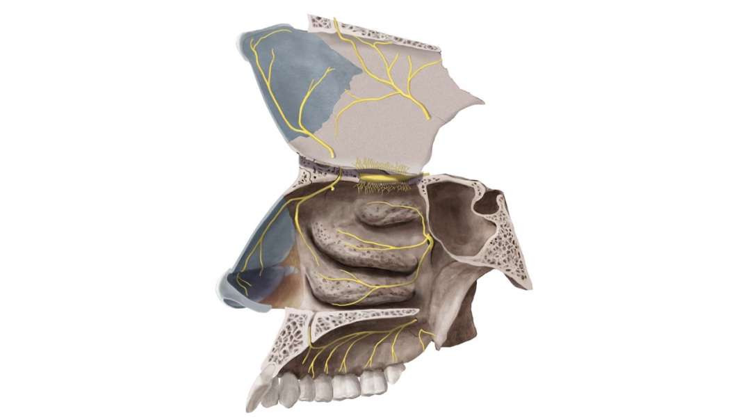 Nerves of the nasal cavity
