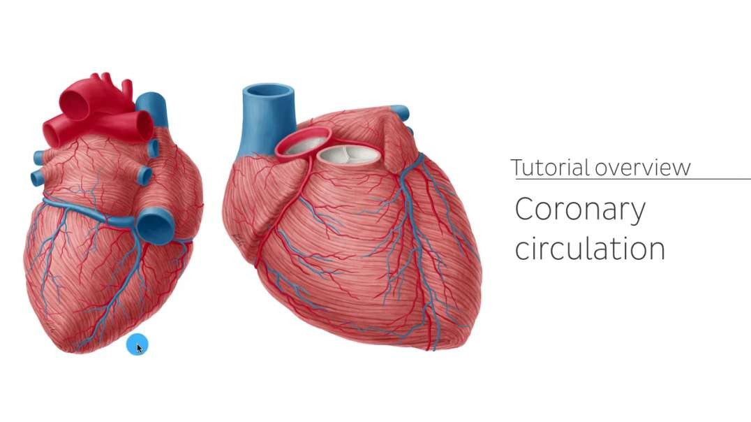 Coronary arteries and cardiac veins