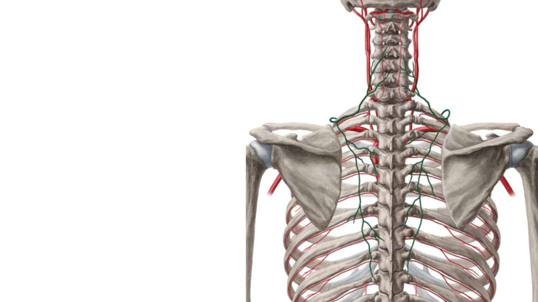 Neurovasculature of the dorsal trunk and neck