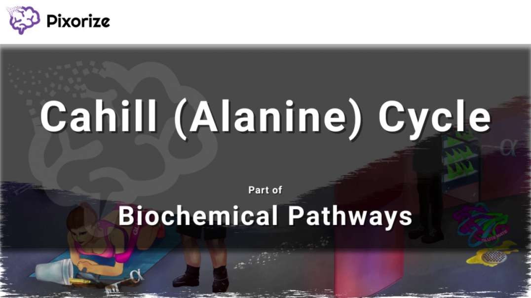 Alanine Cycle