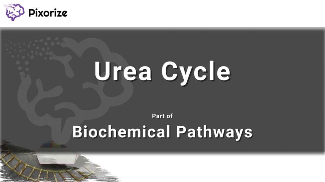 Urea Cycle
