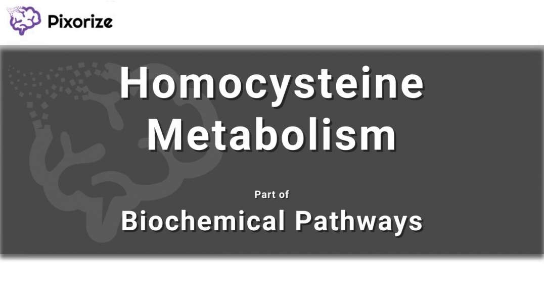 Homocysteine Metabolism