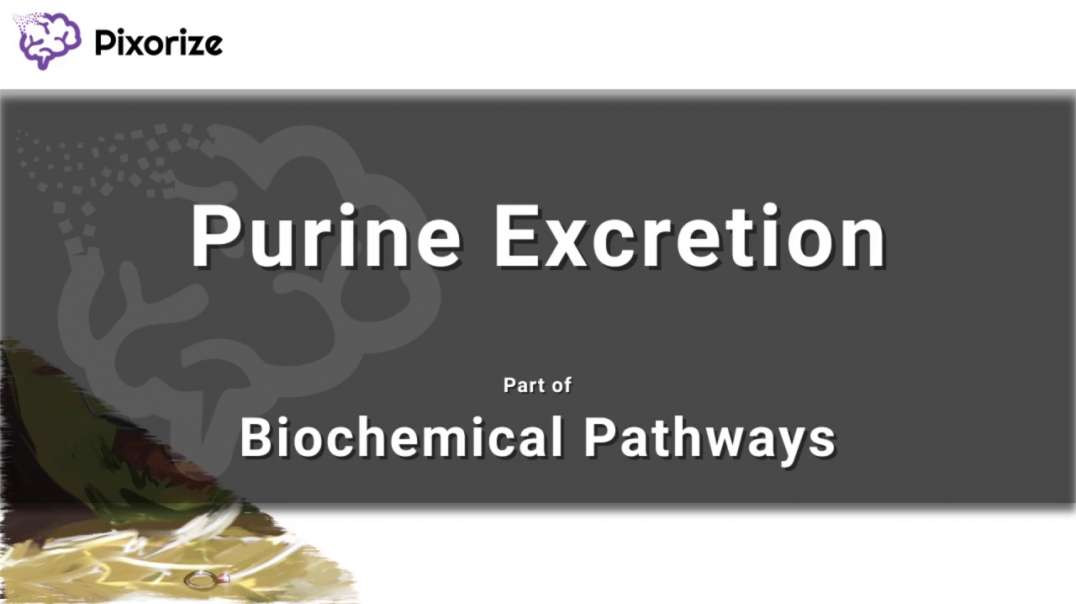 Purine Excretion