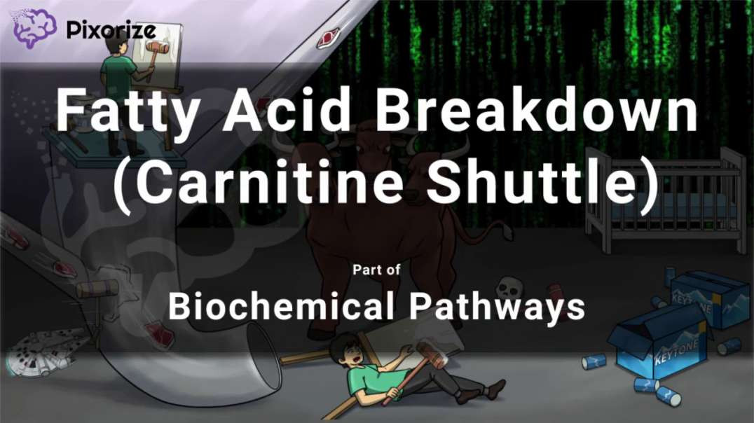 Carnitine Shuttle (Fatty Acid Breakdown)