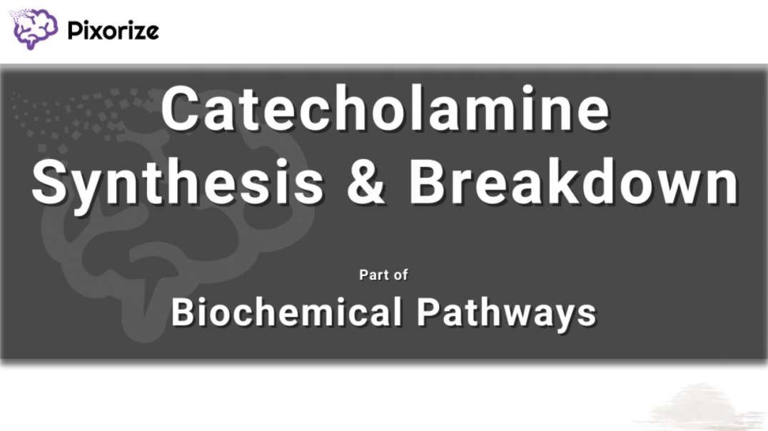Catecholamine Synthesis _ Breakdown